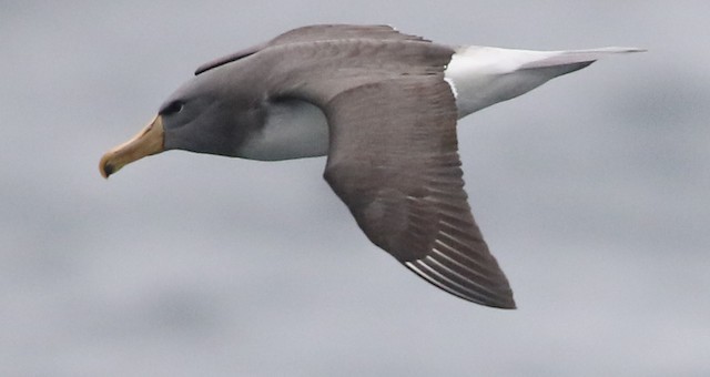 A bird flying in the sky

Description automatically generated