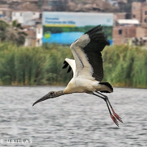 A bird flying over water

Description automatically generated