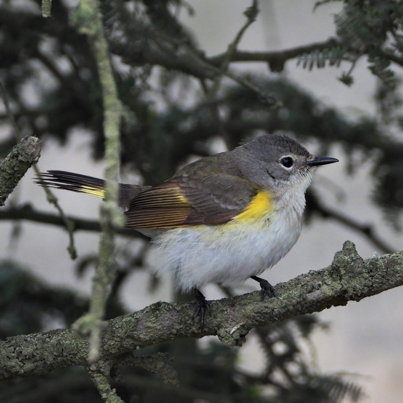 A bird on a branch

Description automatically generated with medium confidence