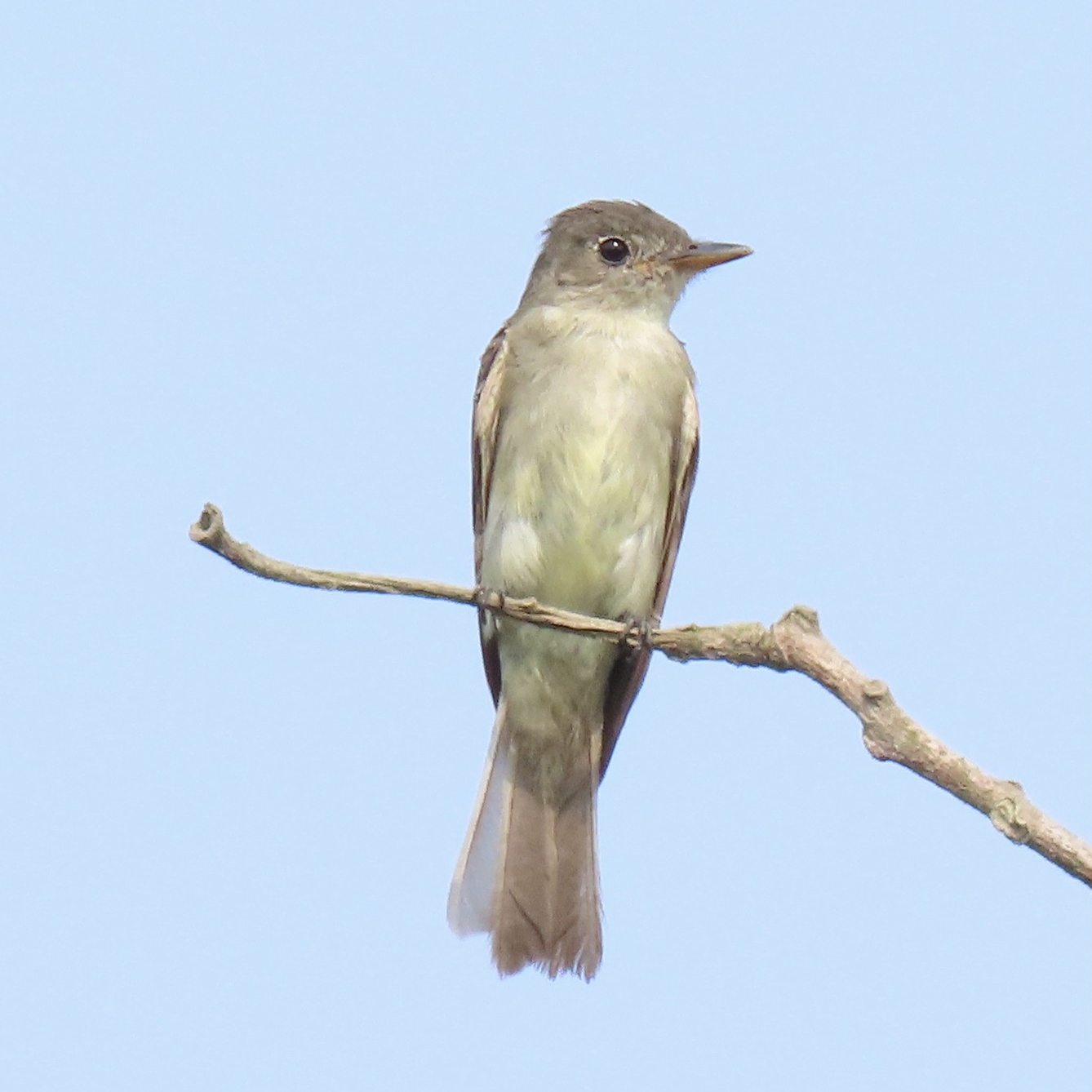 A bird on a branch

Description automatically generated