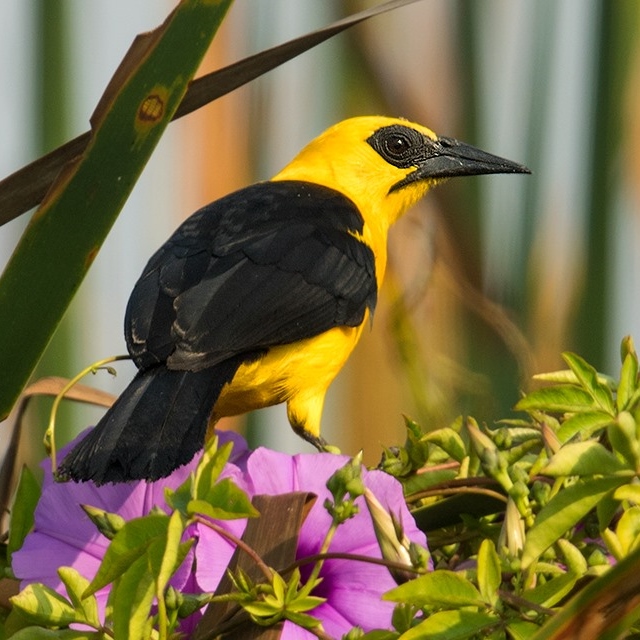 A bird on a flower

Description automatically generated with low confidence