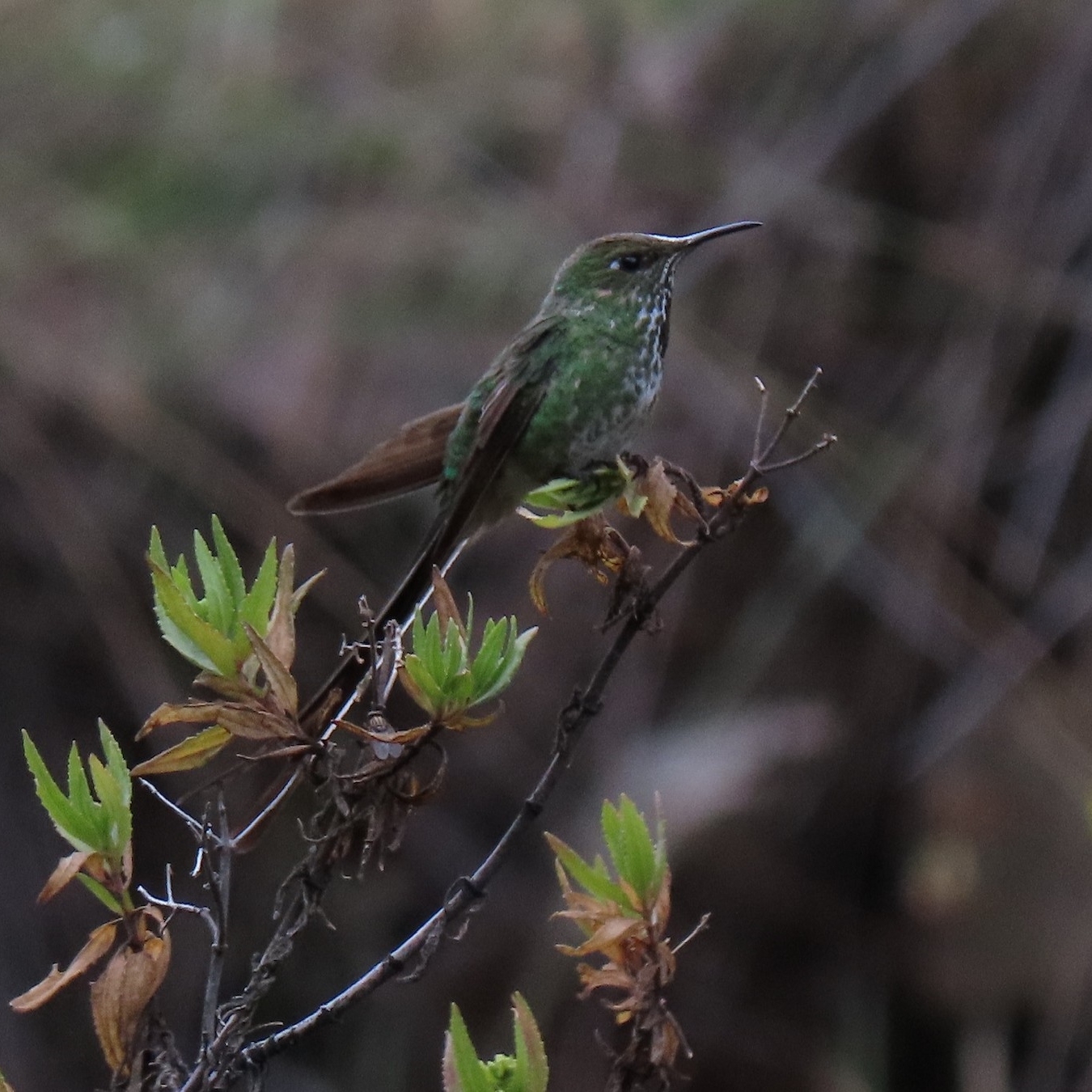 A bird perched on a branch

Description automatically generated