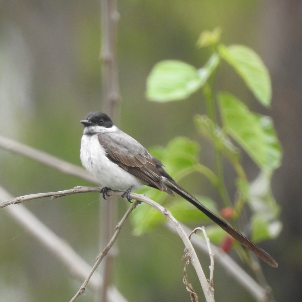 A bird sitting on a branch

Description automatically generated with medium confidence