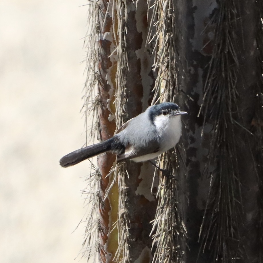 A bird sitting on a tree

Description automatically generated with medium confidence