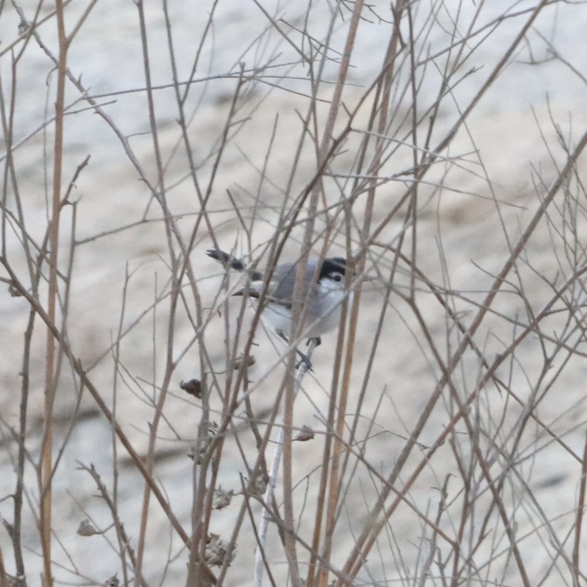 A bird standing on a branch

Description automatically generated with medium confidence