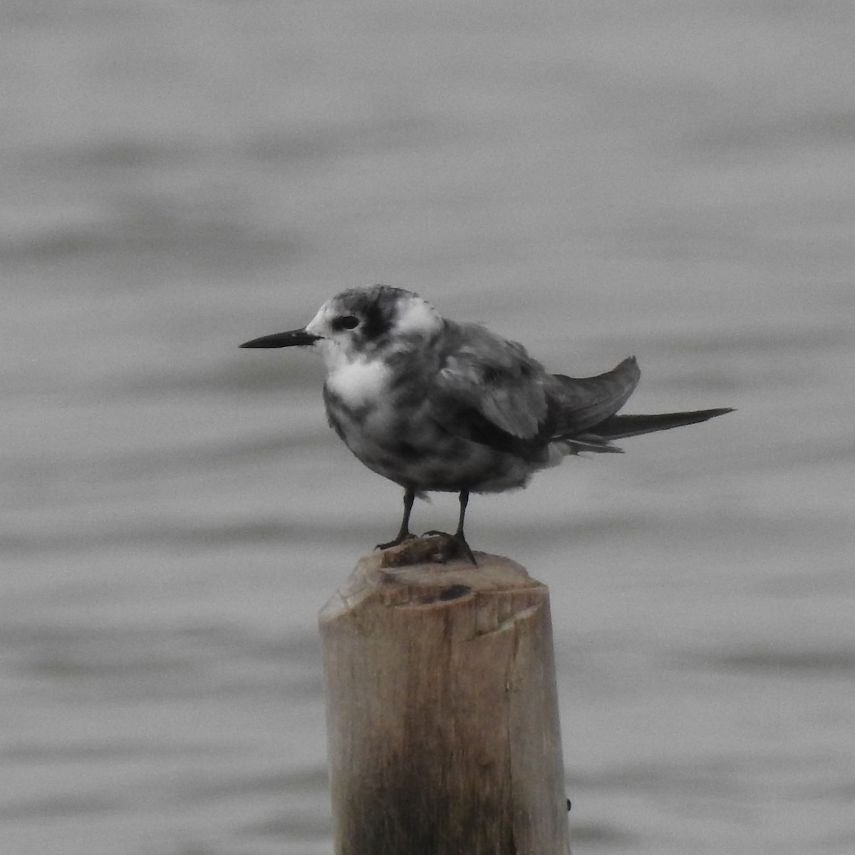 A bird standing on a post

Description automatically generated with medium confidence