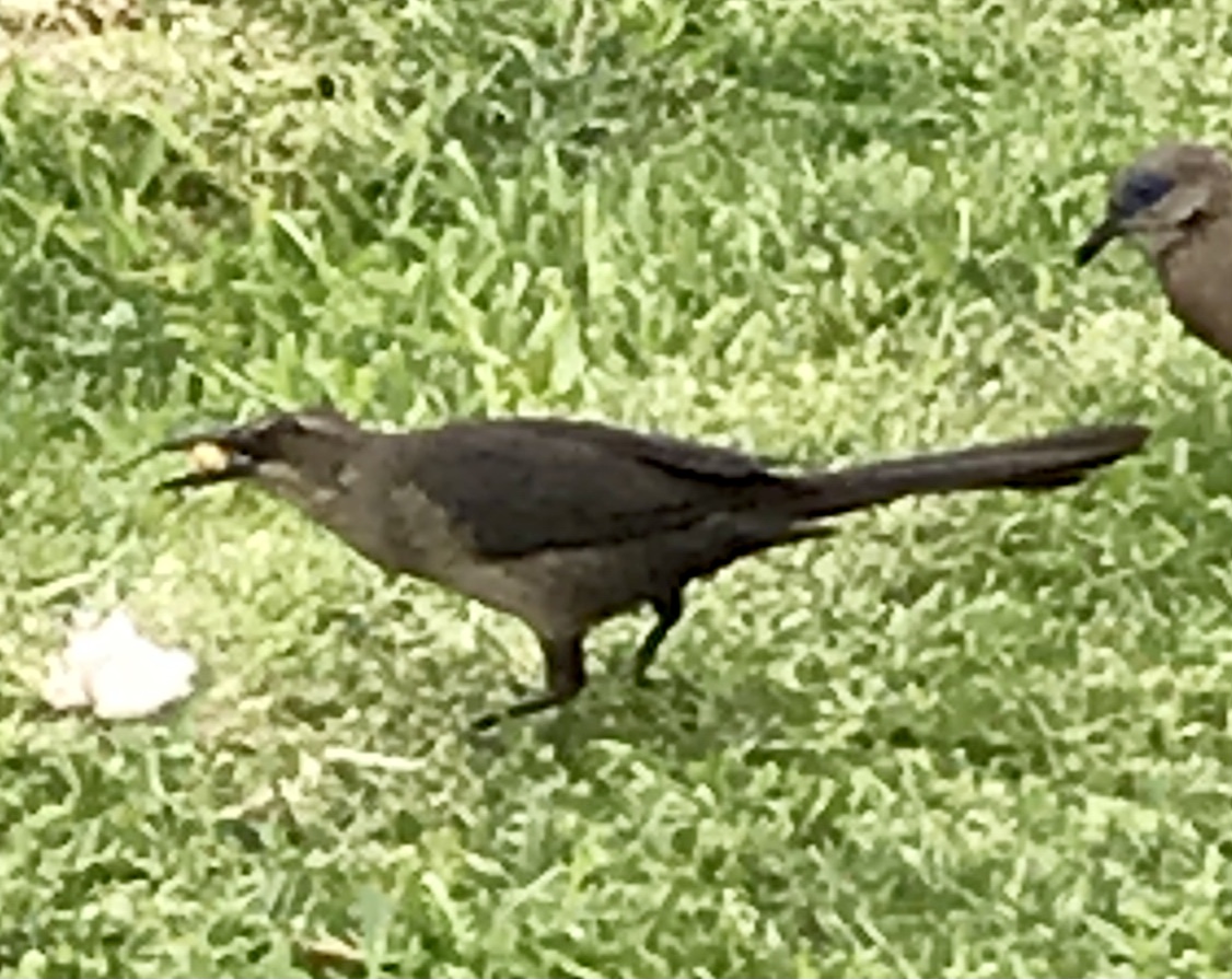 A bird standing on grass

Description automatically generated with low confidence