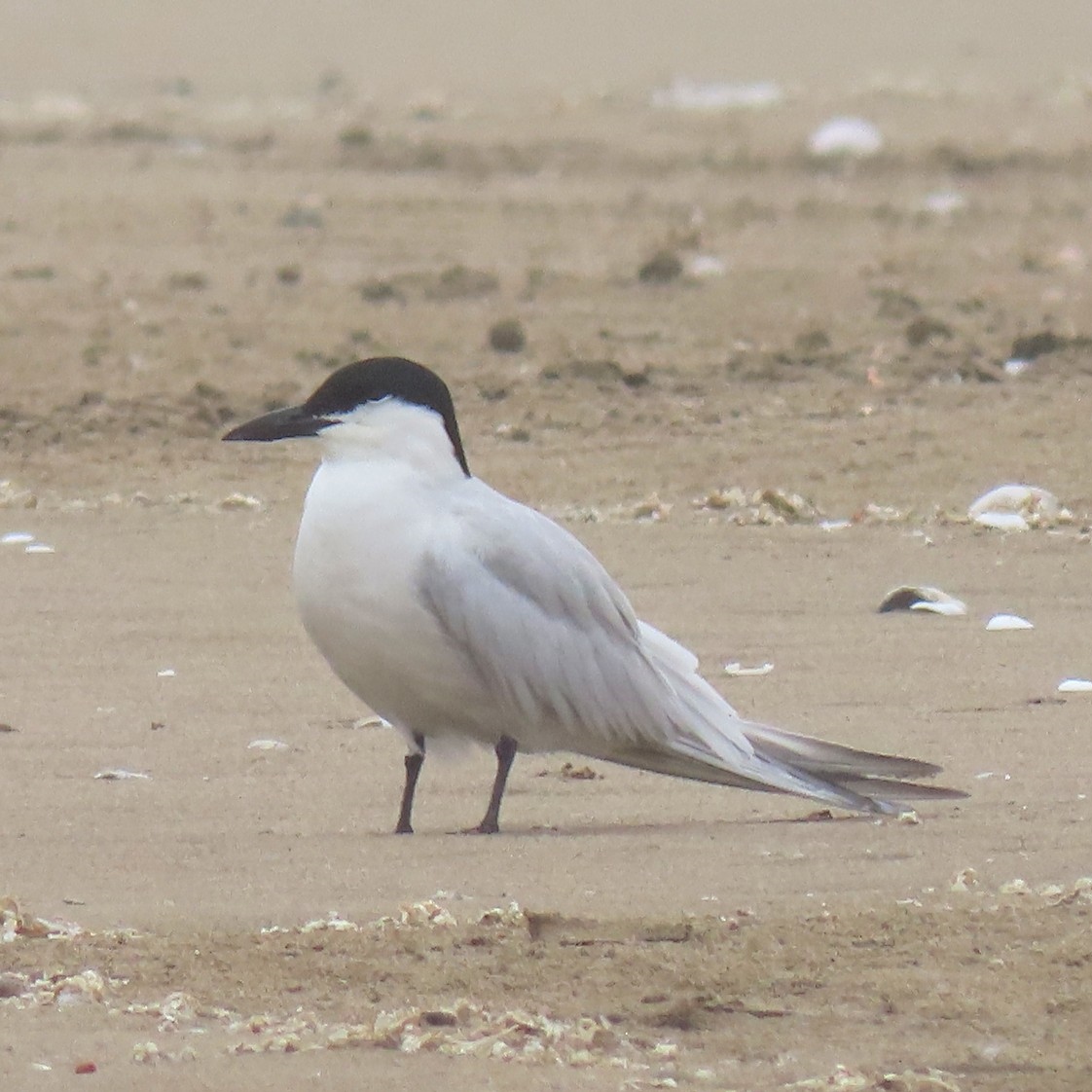 A bird standing on the sand

Description automatically generated with low confidence