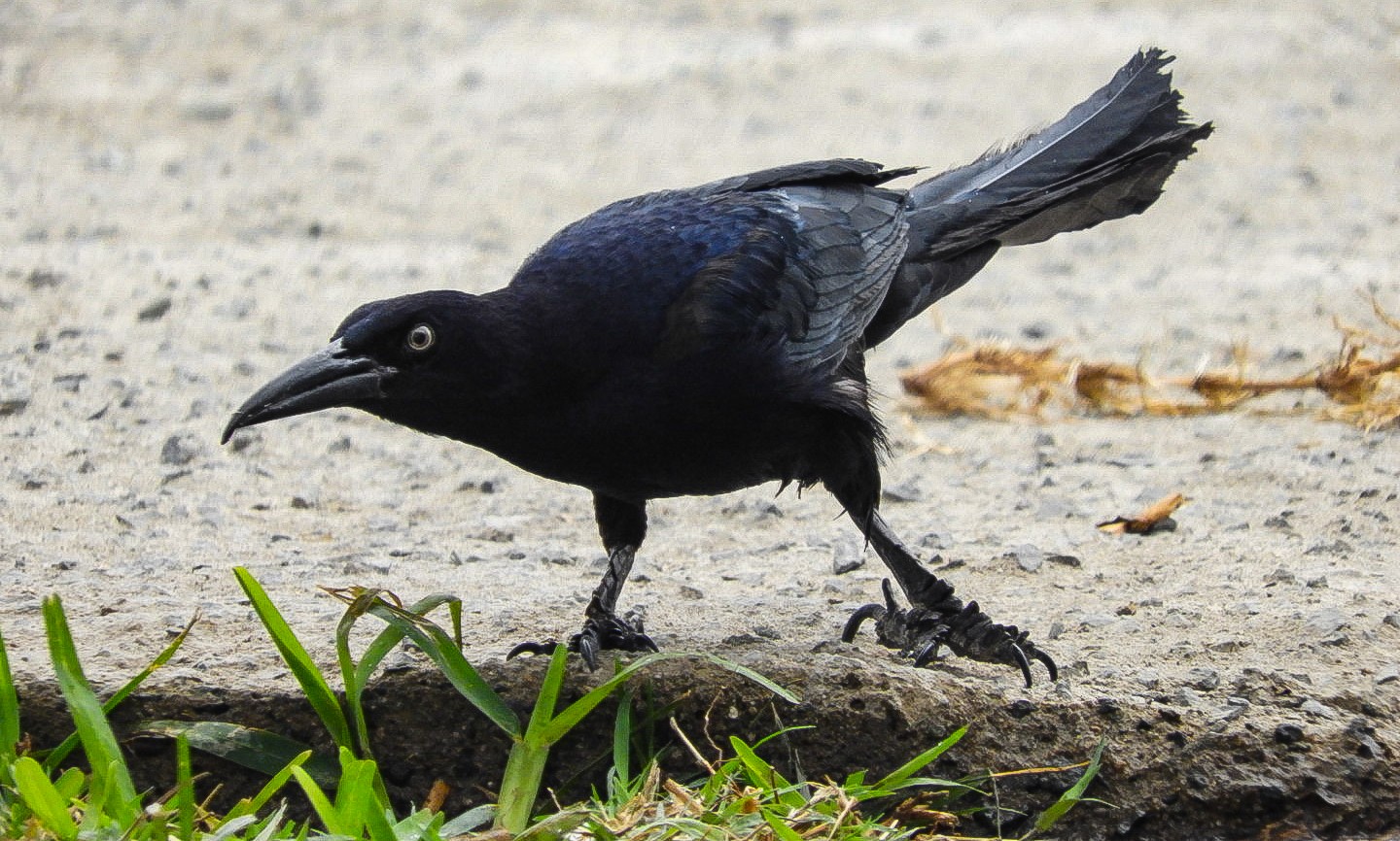 A black bird on the ground

Description automatically generated with medium confidence