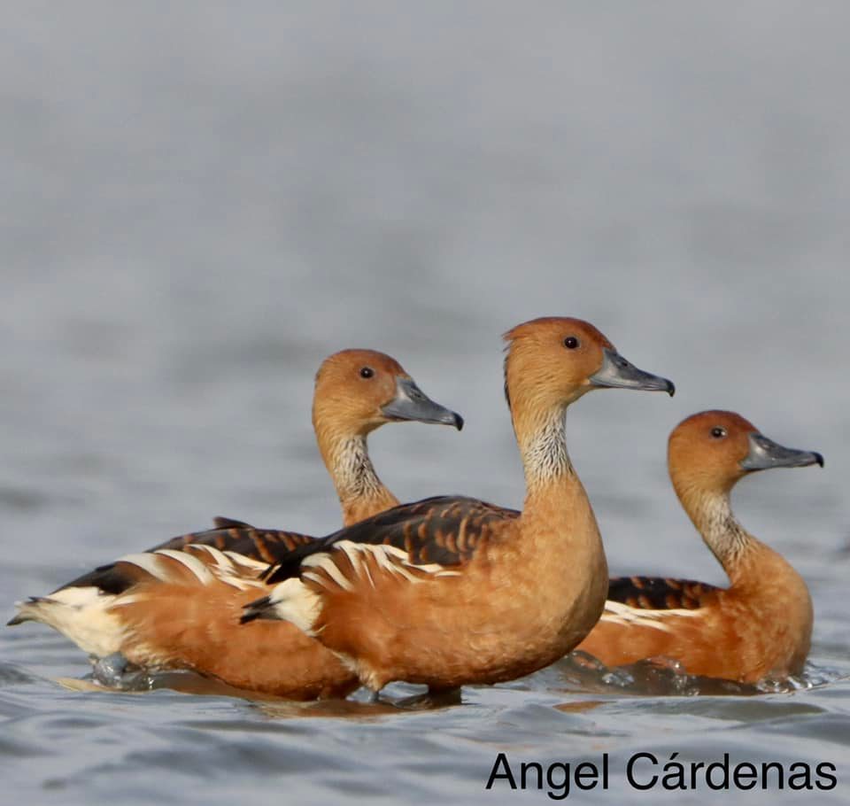 A group of ducks swimming in water

Description automatically generated with medium confidence