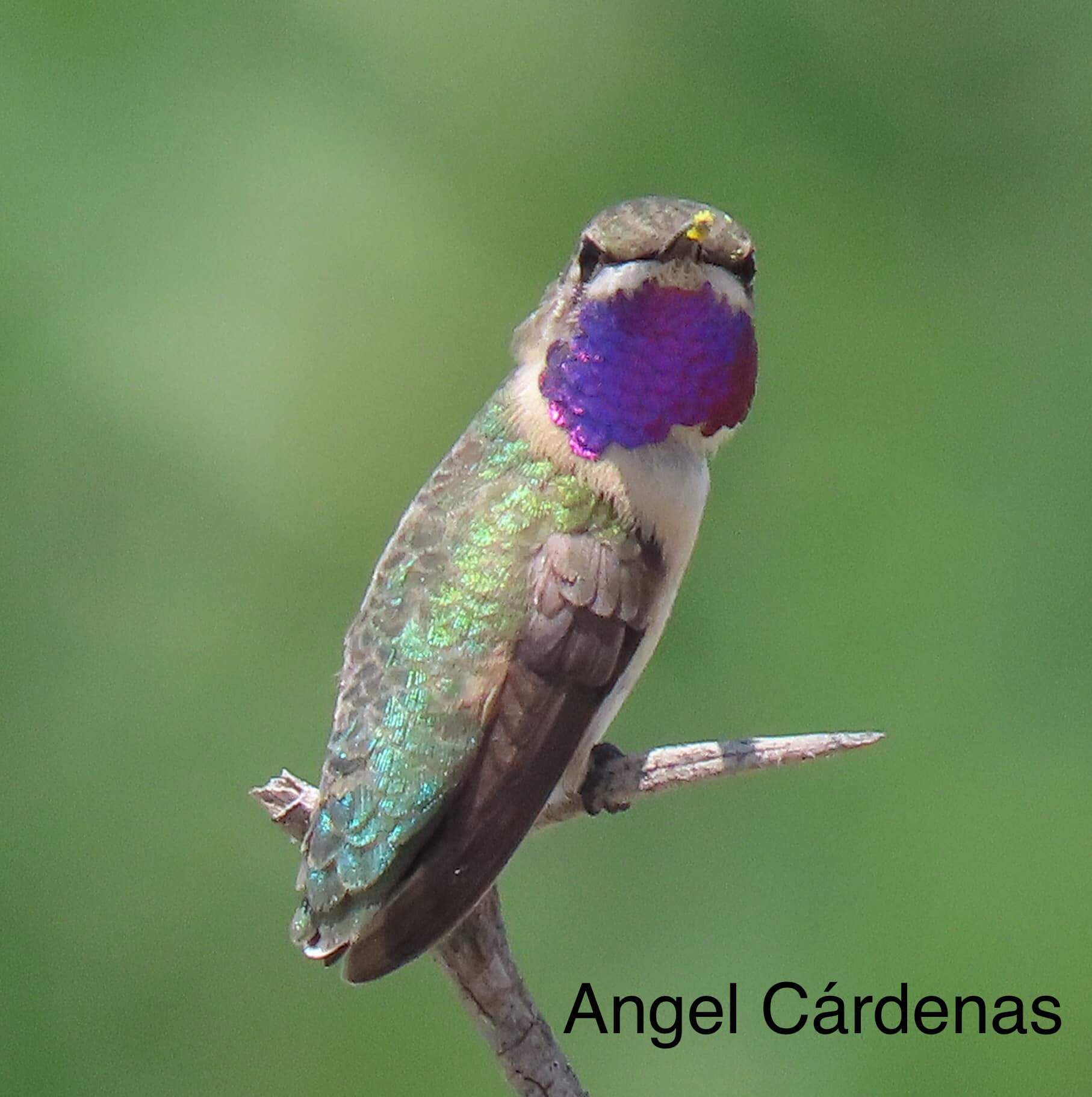 A lizard on a branch

Description automatically generated with medium confidence