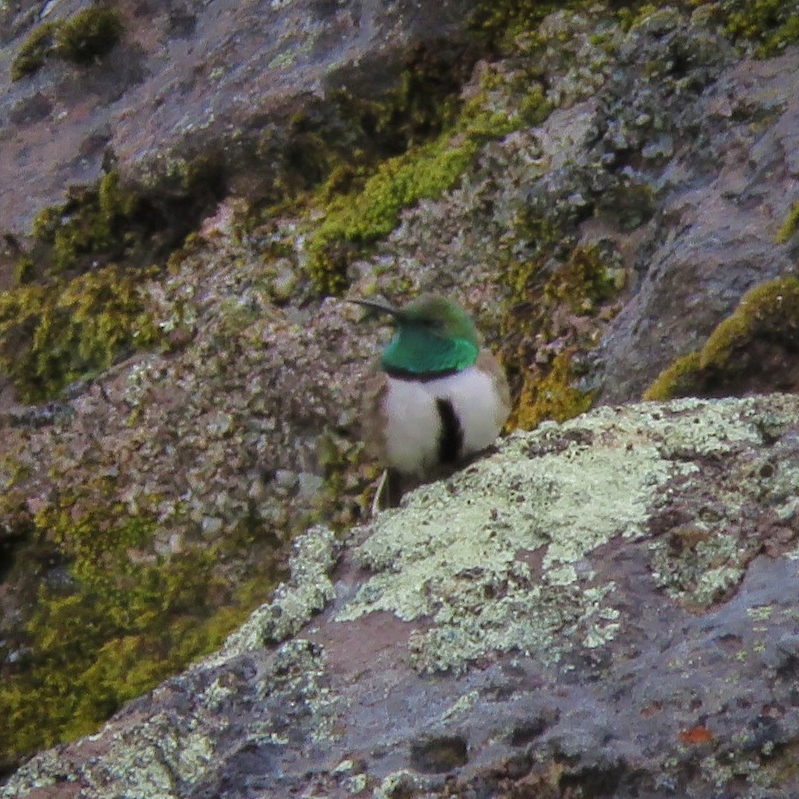 A penguin on a rock

Description automatically generated with low confidence