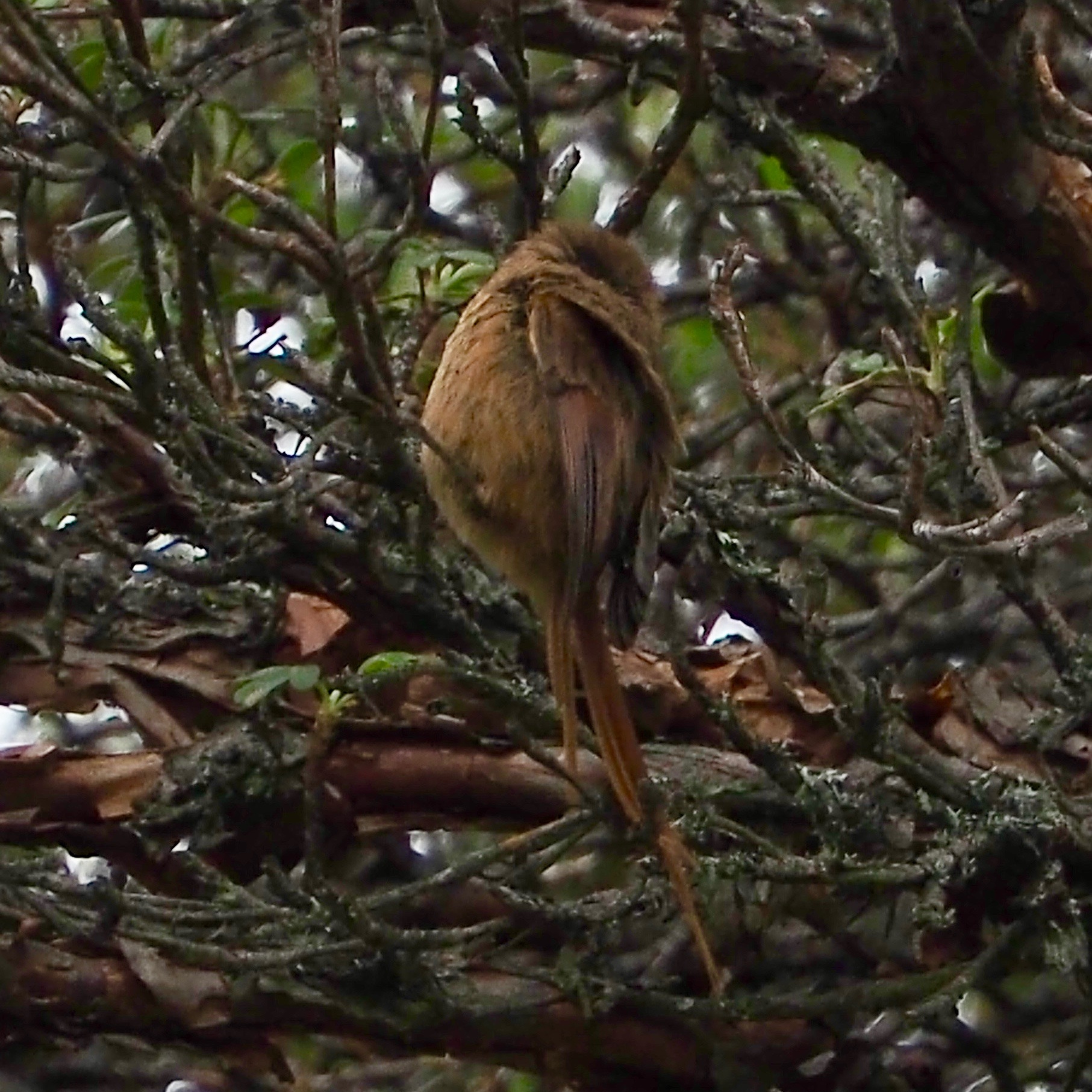 A picture containing tree, outdoor

Description automatically generated