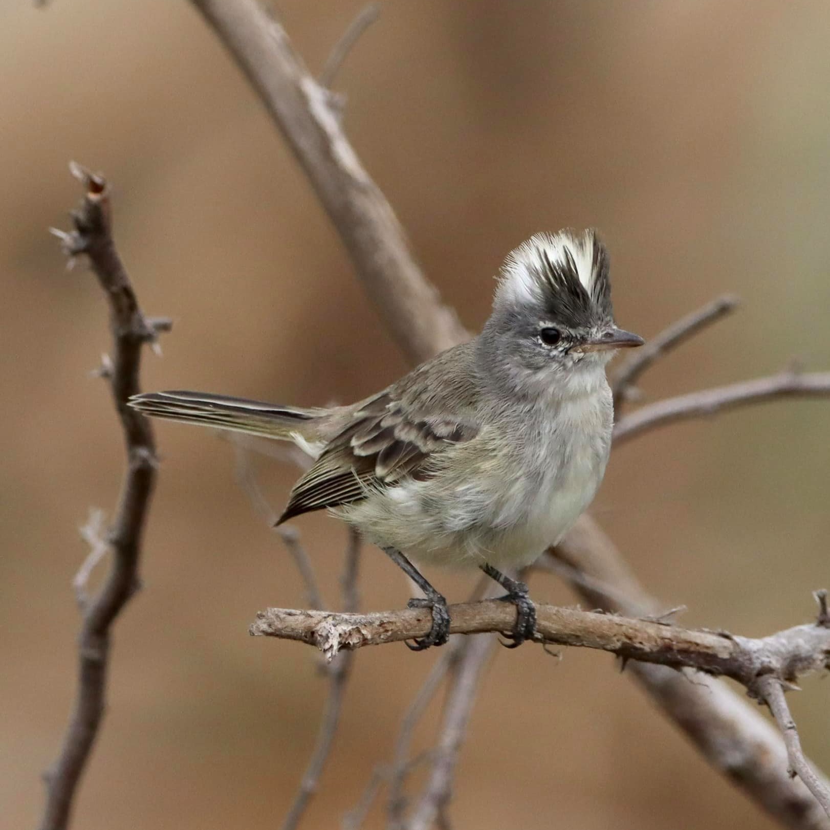 A small bird on a branch

Description automatically generated with medium confidence