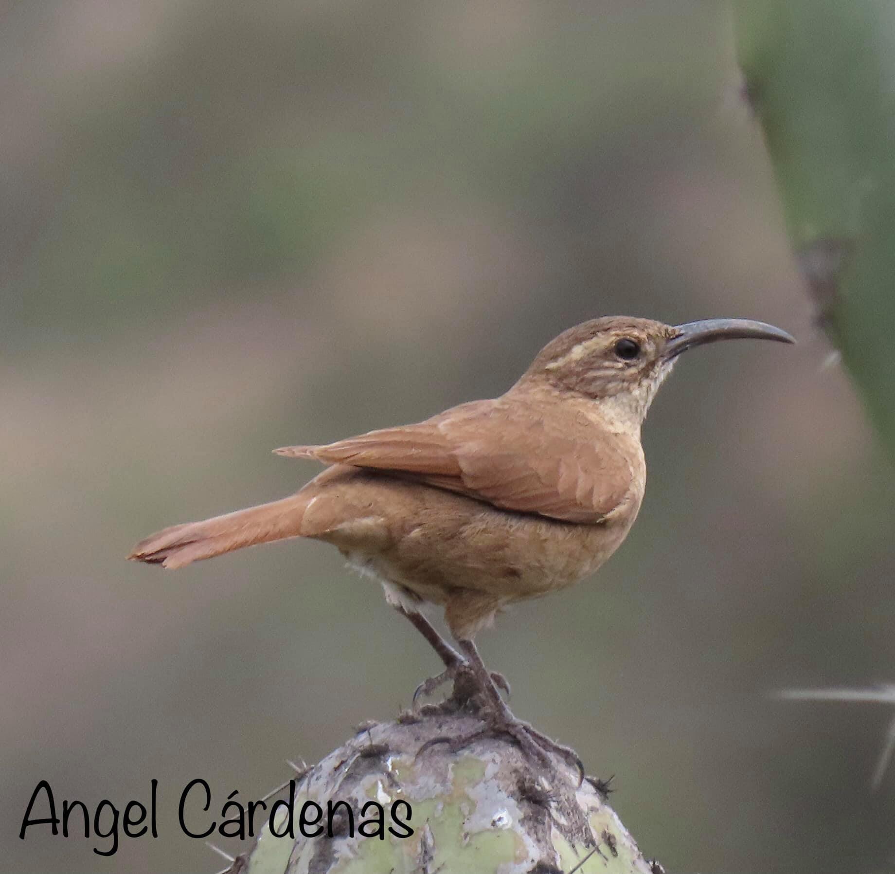 A small bird on a branch

Description automatically generated with low confidence