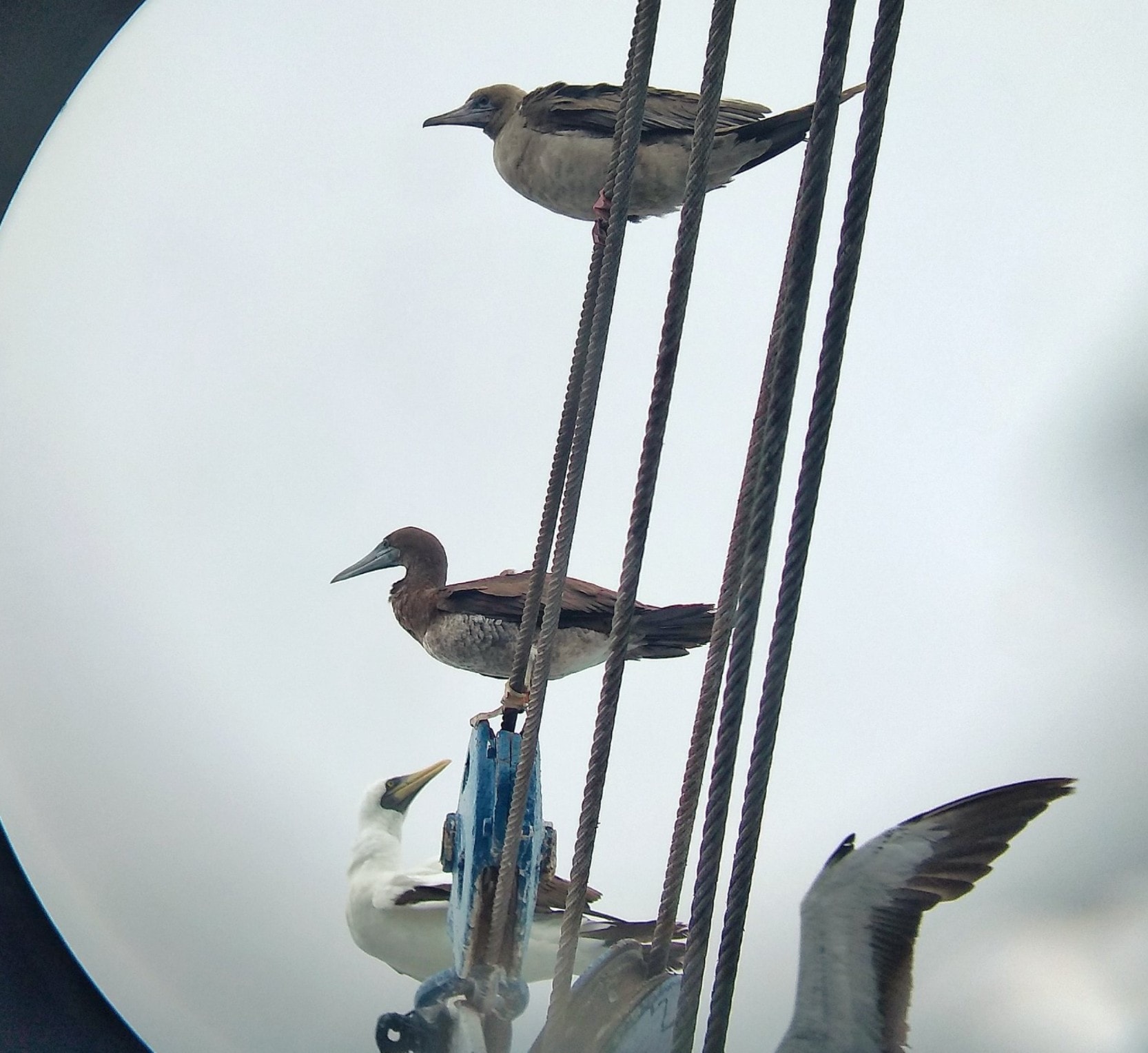 Birds on a bird feeder

Description automatically generated with medium confidence