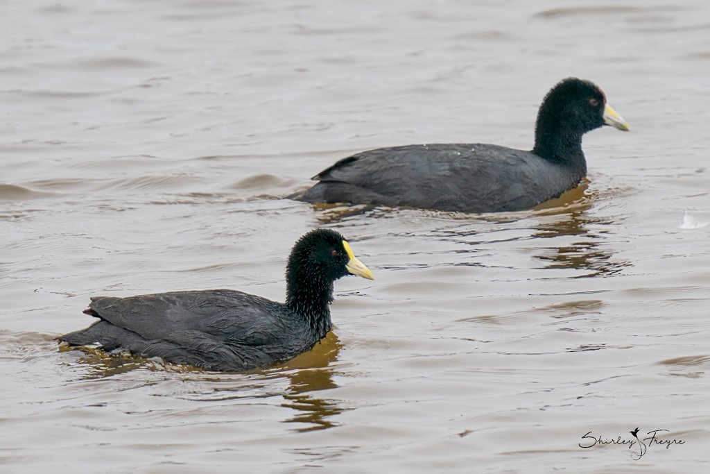 Two ducks swimming in water

Description automatically generated with medium confidence